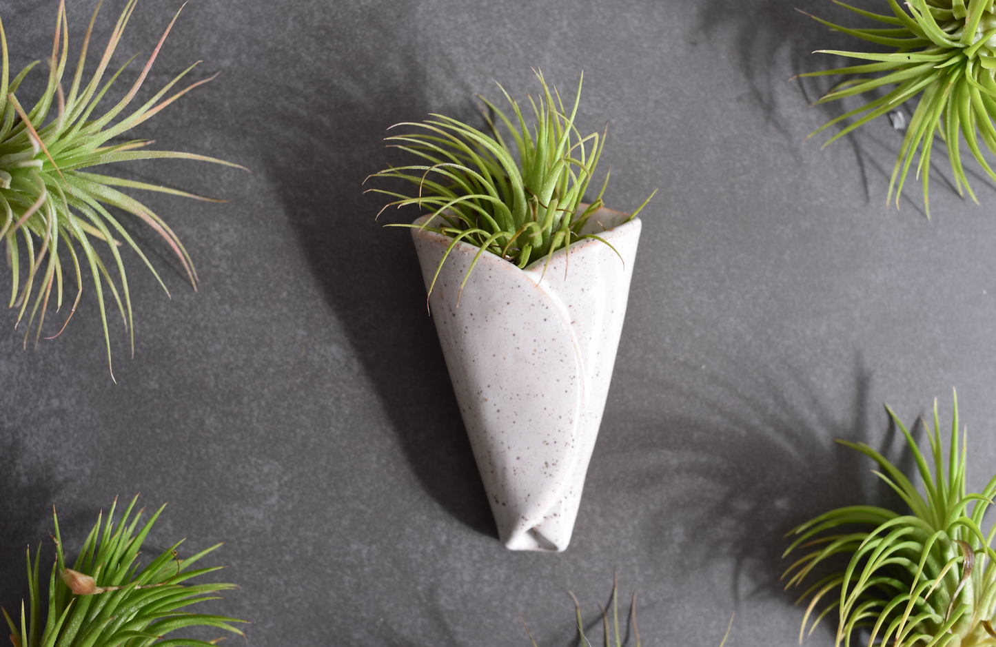 Air Plant Pottery - CONE