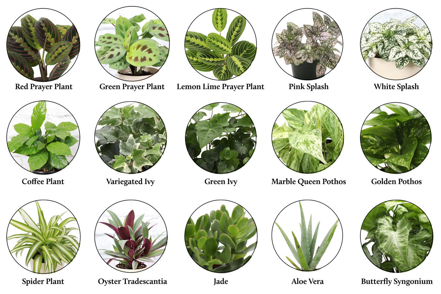 Grower's Choice Houseplant Assortment - 6" Live Plants