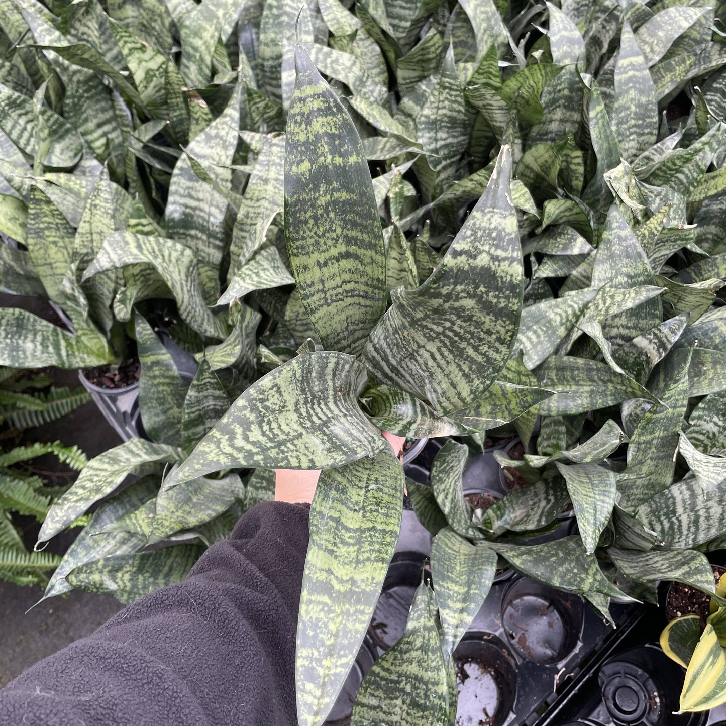 Snake 'Zeylancia', Snake Plant - Live Plant