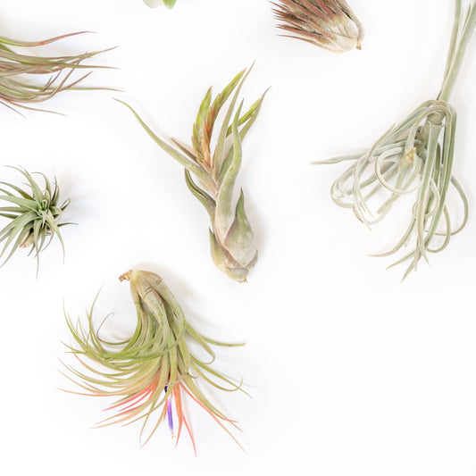 Medium and Large Air Plants (24)