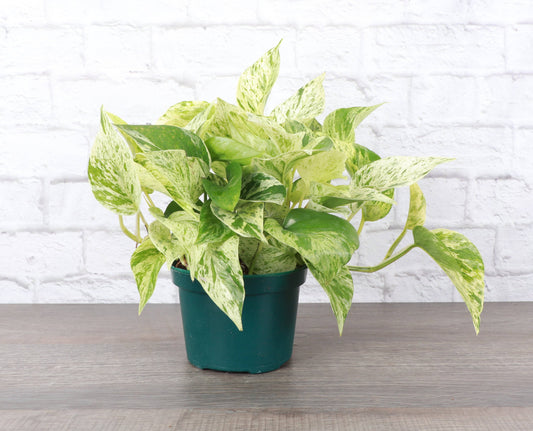 Marble Queen Pothos Plant - Live Plant