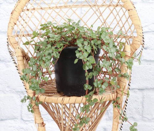 Silver Baby Tears, Pilea Glauca - 4" Live Plant