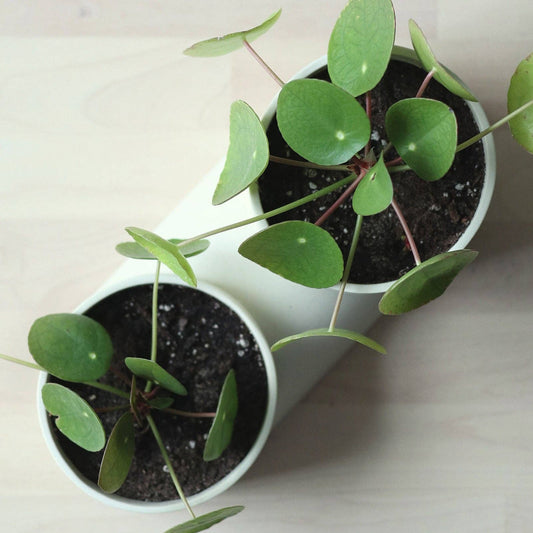 Double Planter