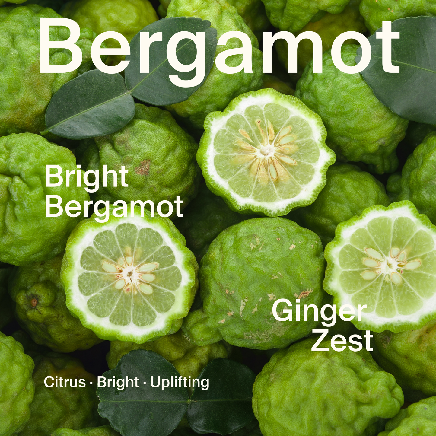 Bergamot Body Oil | Organic Ingredients | Colorful Packaging