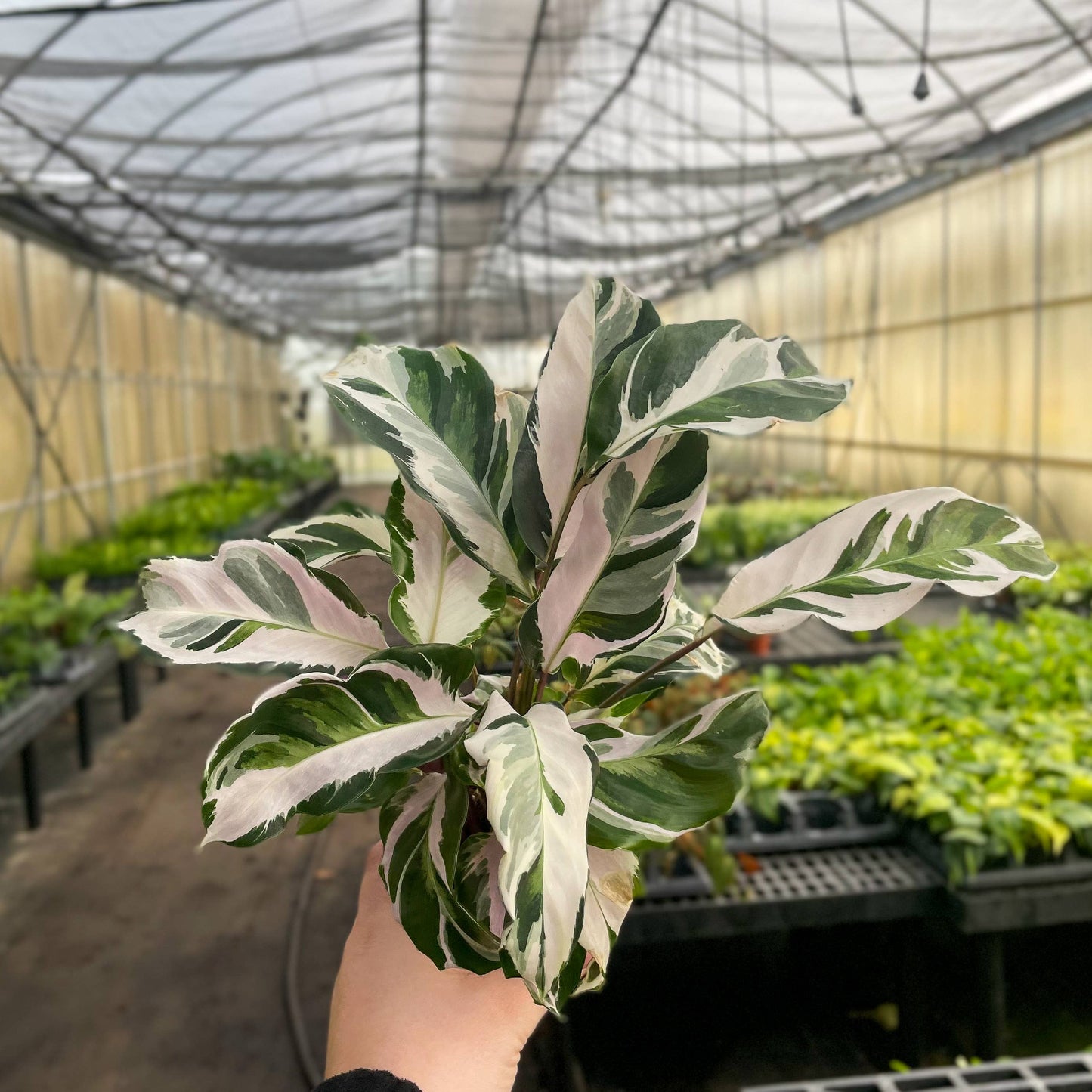 Calathea 'Stella' - Live Plant