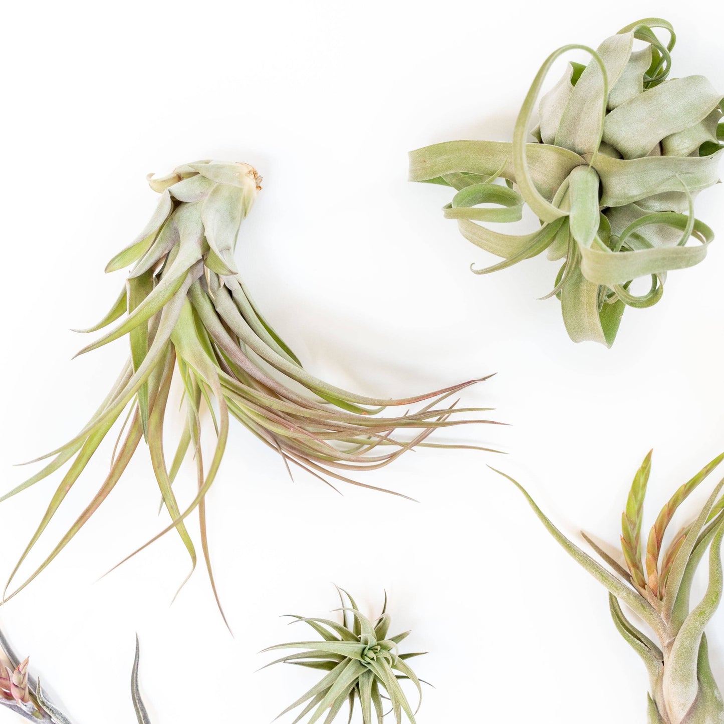 Medium and Large Air Plants (24)