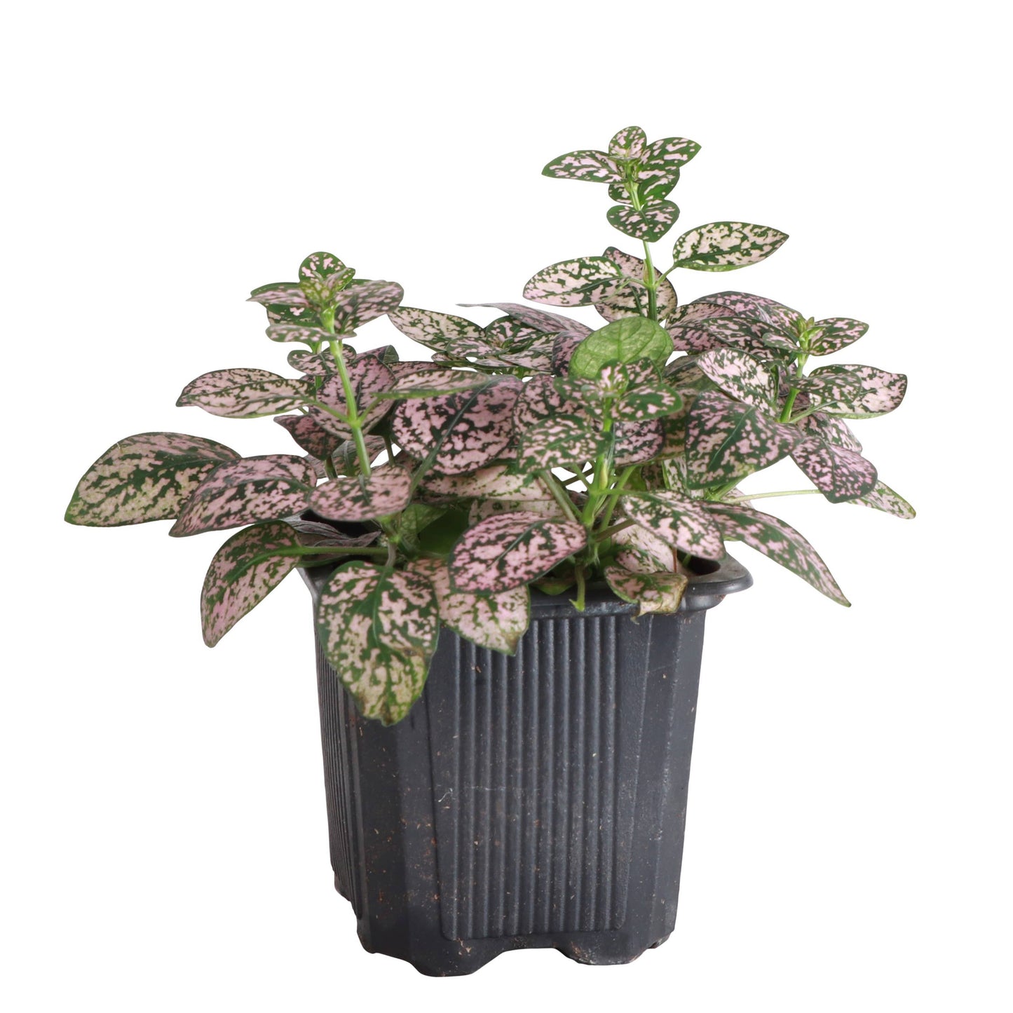 Pink Splash Plant - Live Plant