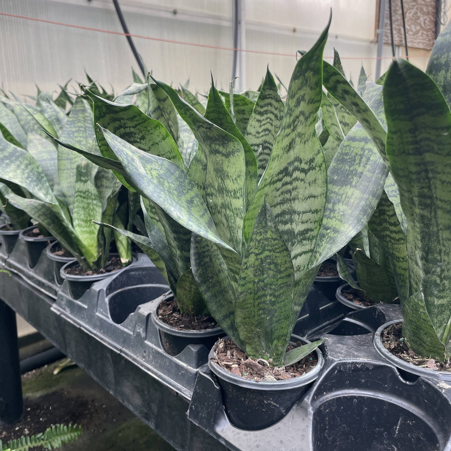 Snake 'Zeylancia',  Snake Plant - Live Plant