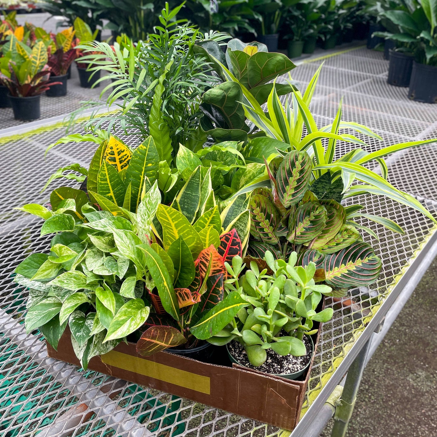 Grower's Choice Houseplant Assortment - 6" Live Plants