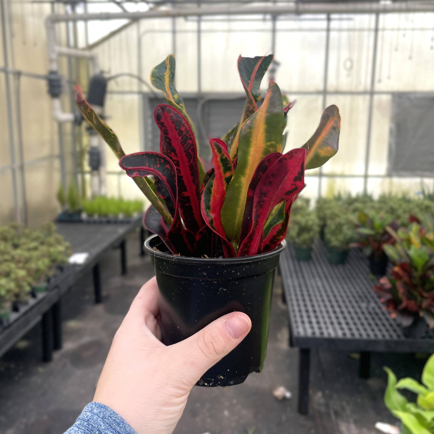 Mammy Croton - Live Plant