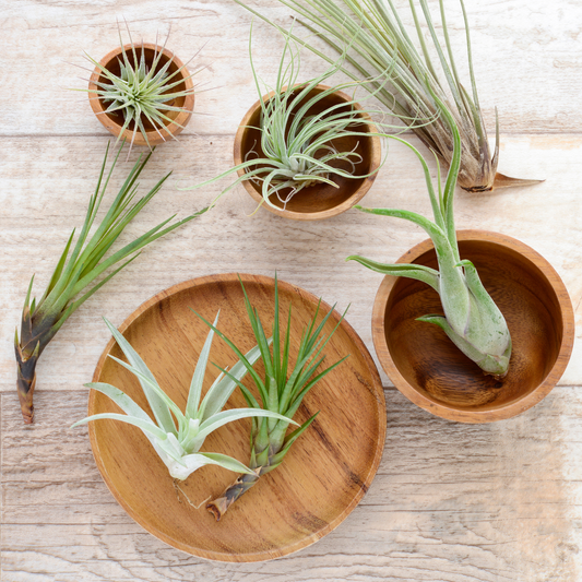 Air Plant