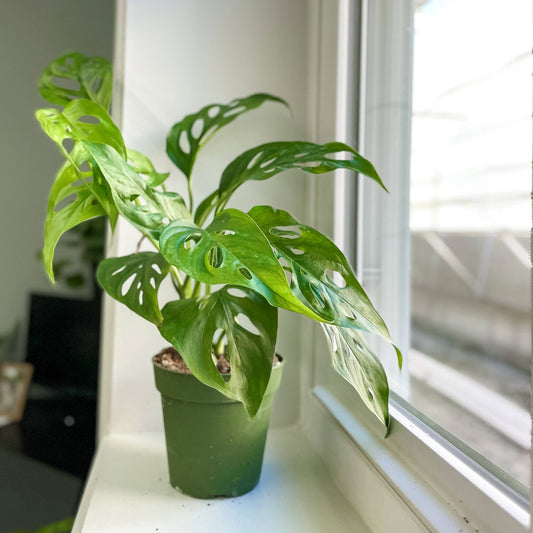 Swiss Cheese Plant, Monstera Adansonii - Live Plant