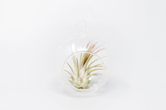 Mini Hanging Glass Globe Terrariums with Air Plant