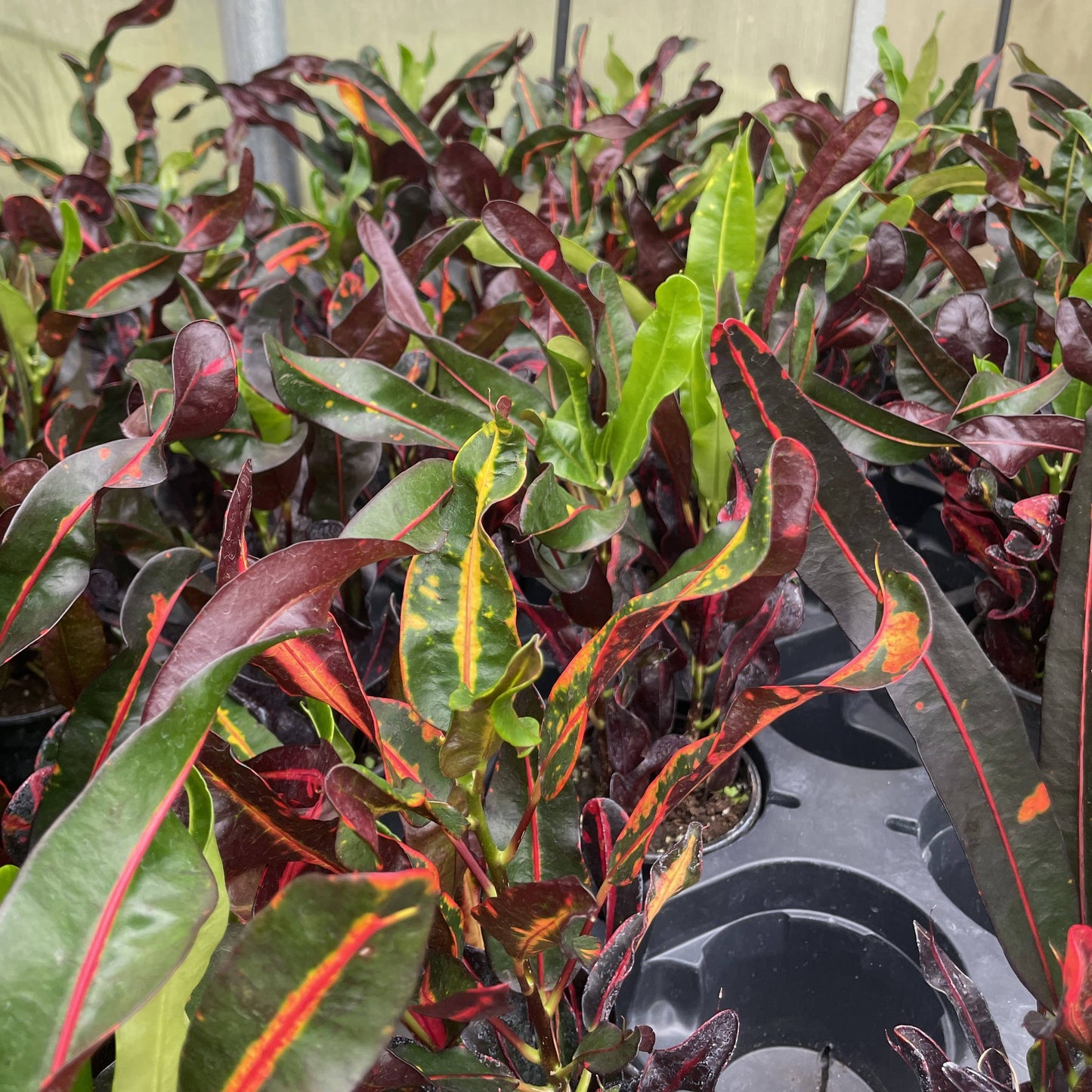 Mammy Croton - Live Plant