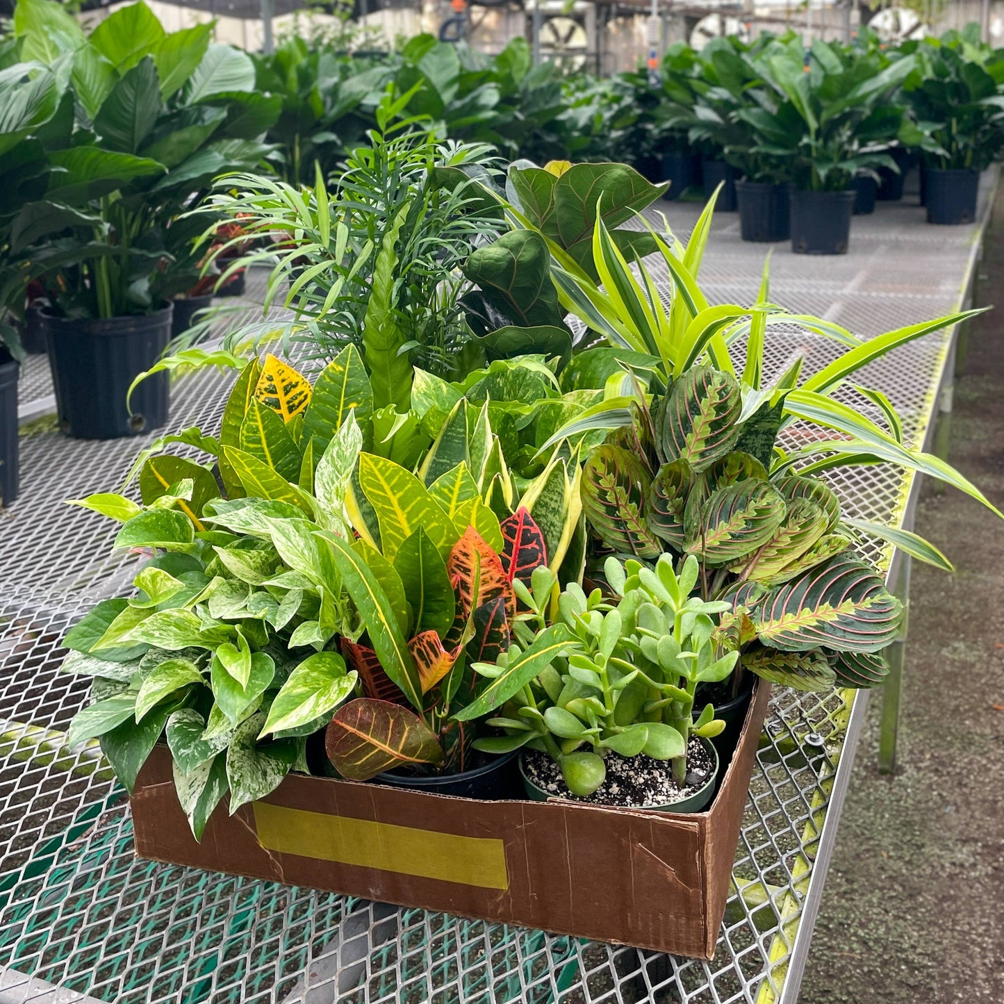 Grower's Choice Houseplant Assortment - 6" Live Plants