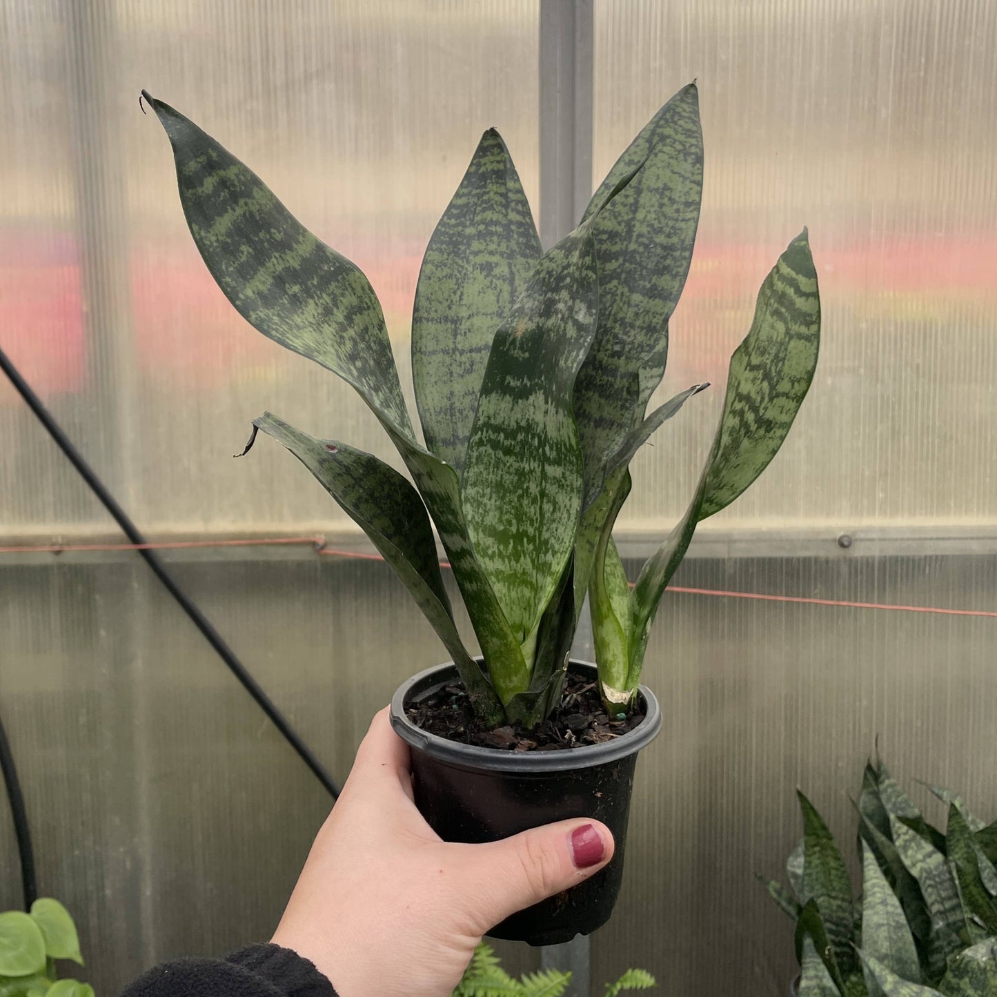 Snake 'Zeylancia',  Snake Plant - Live Plant