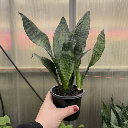Snake 'Zeylancia',  Snake Plant - Live Plant