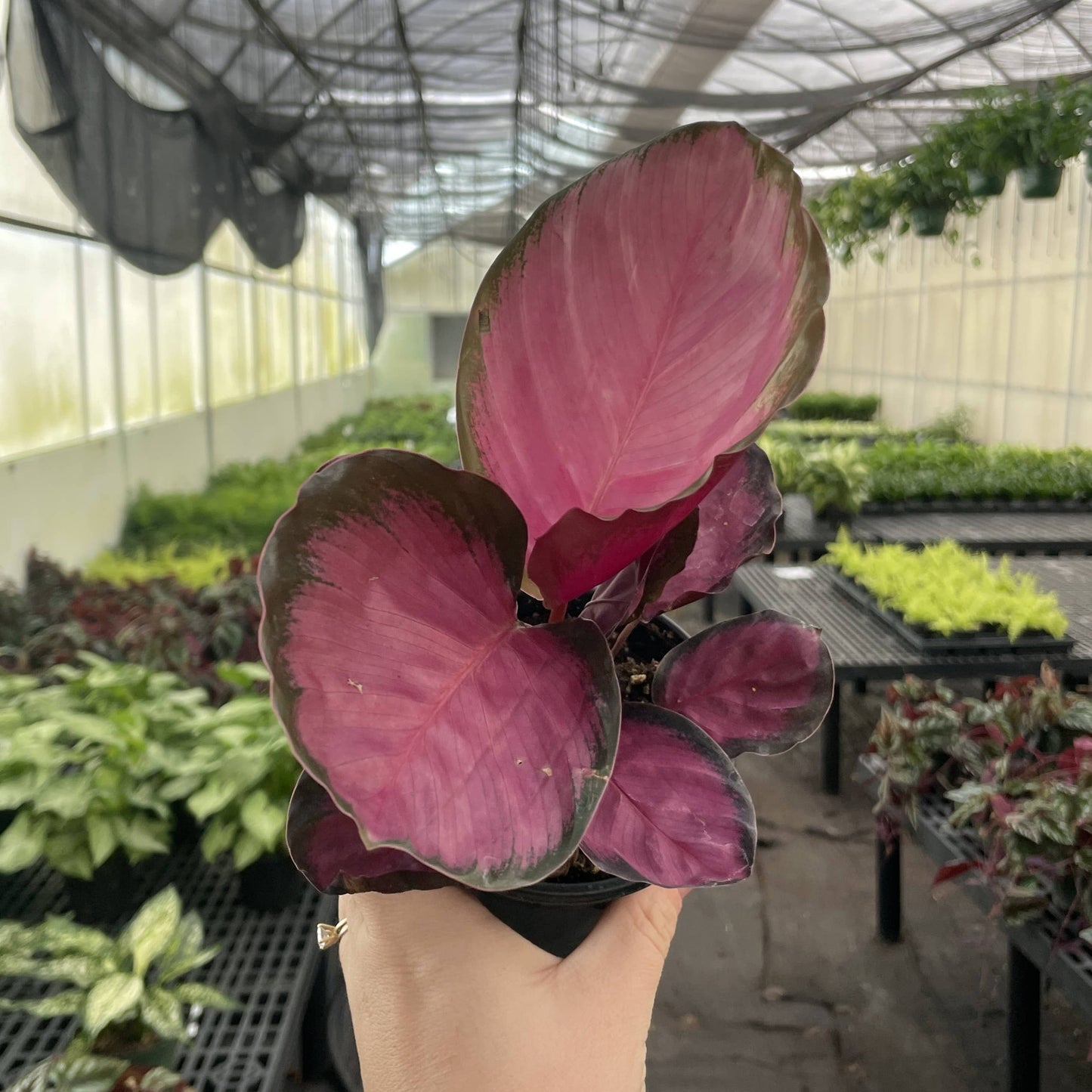 Calathea Roseopicta Rosy - 4" Live Plant