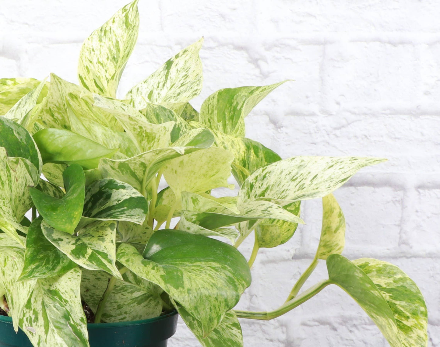 Marble Queen Pothos Plant - Live Plant