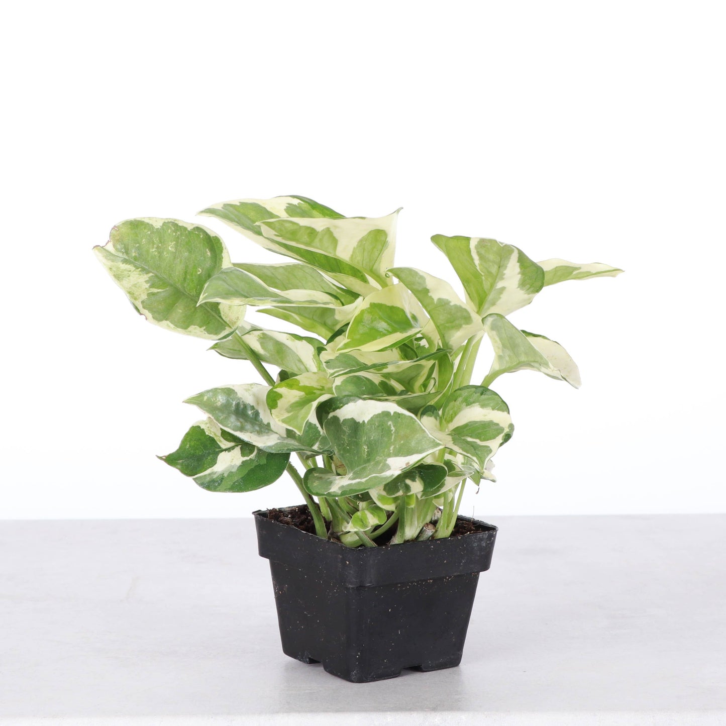 Pearls and Jade Pothos - Live Plant