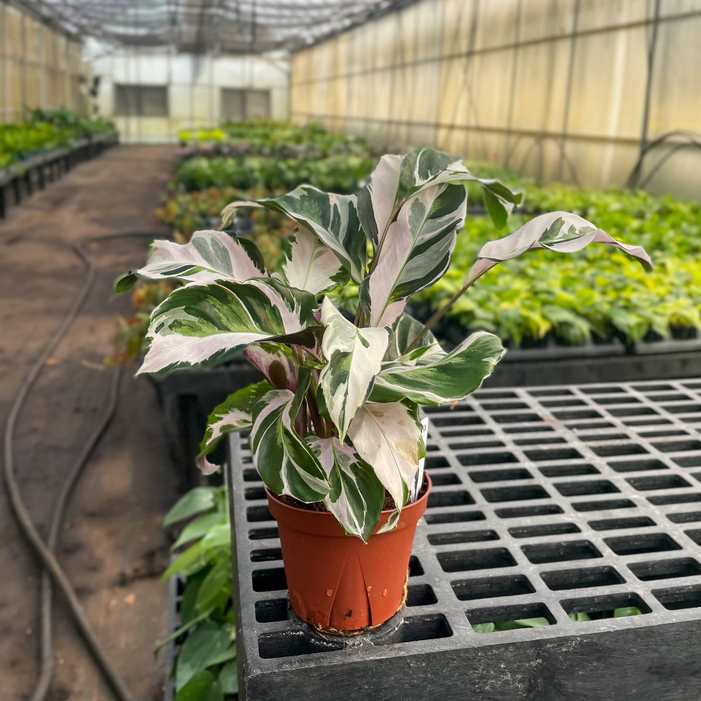 Calathea 'Stella' - Live Plant