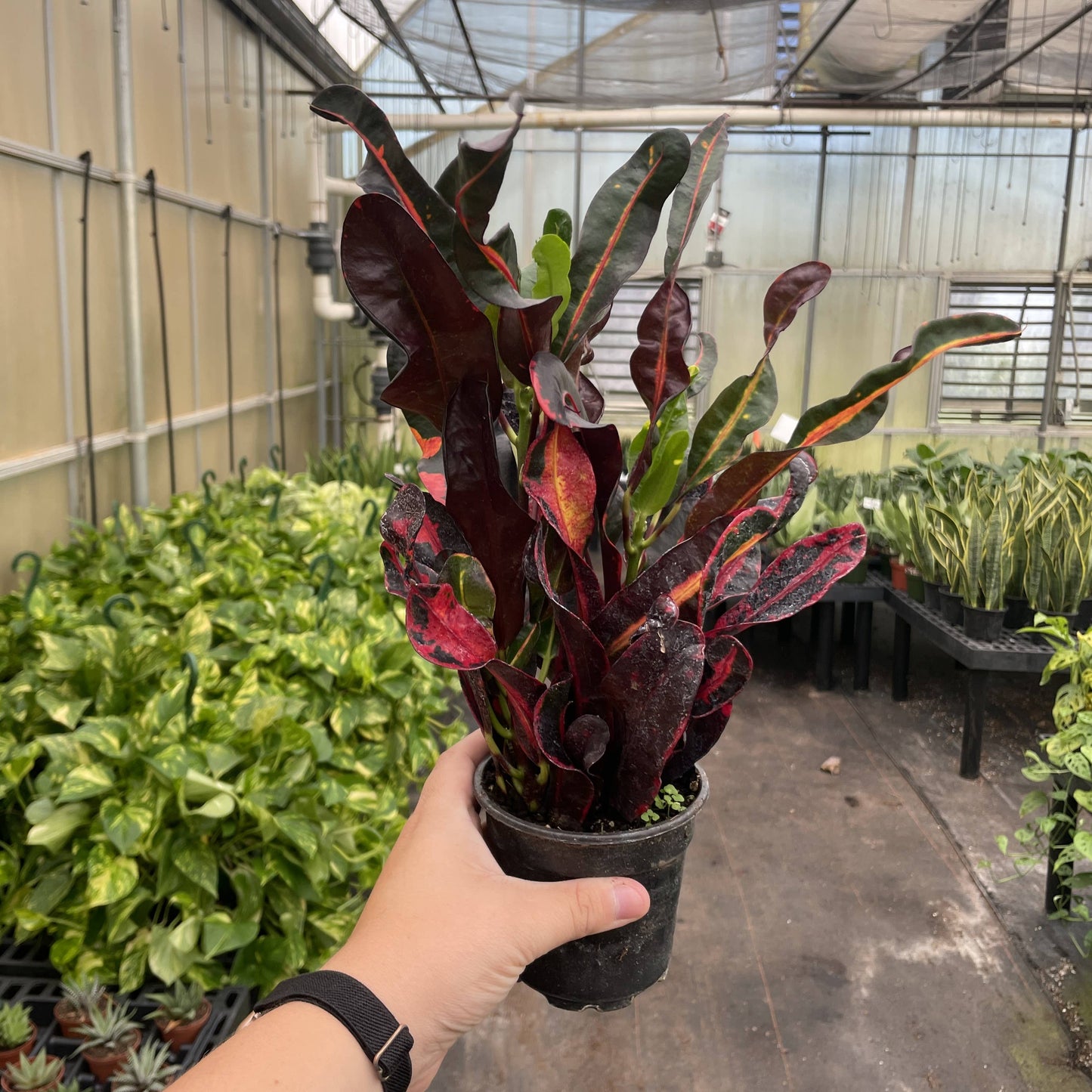 Mammy Croton - Live Plant