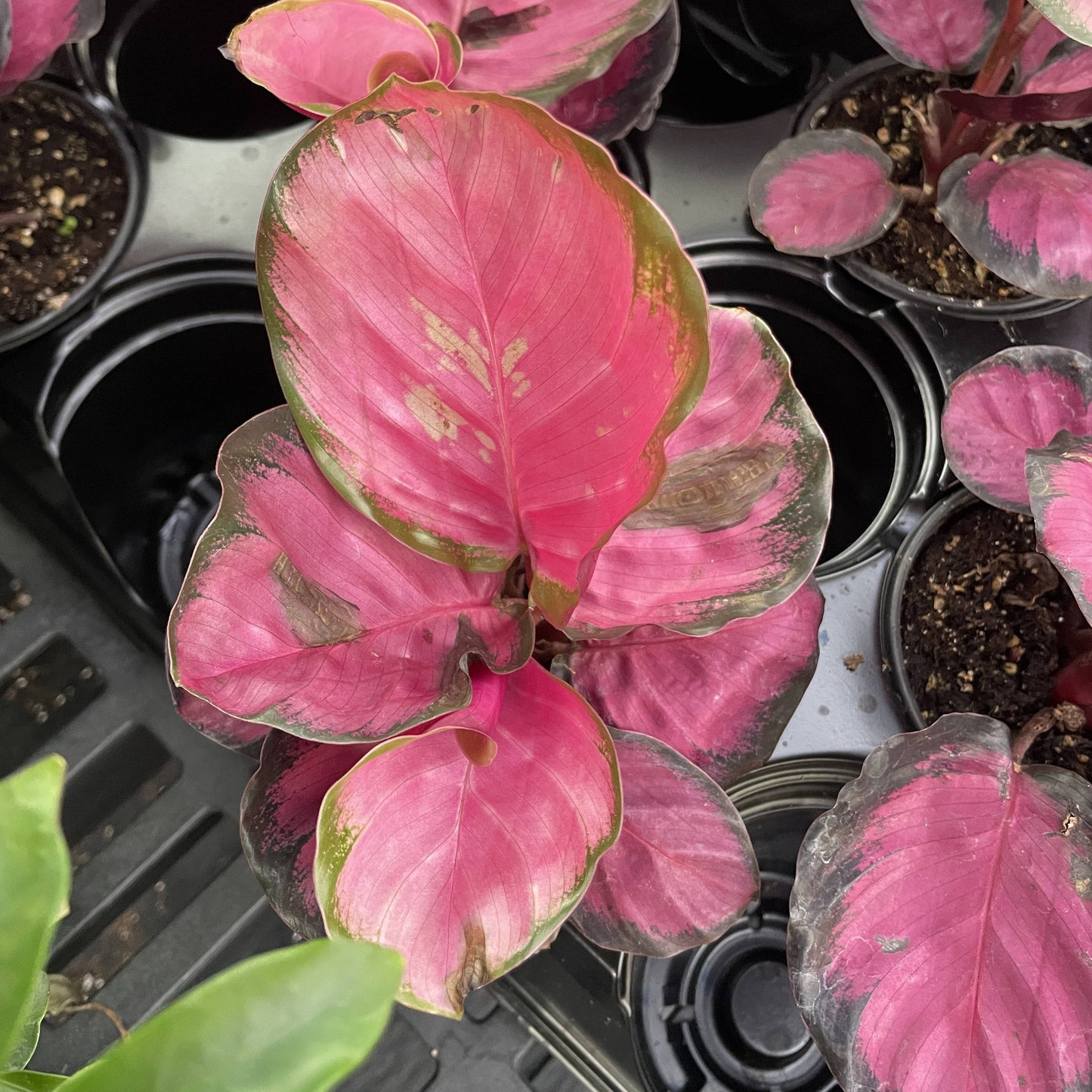 Calathea Roseopicta Rosy - 4" Live Plant