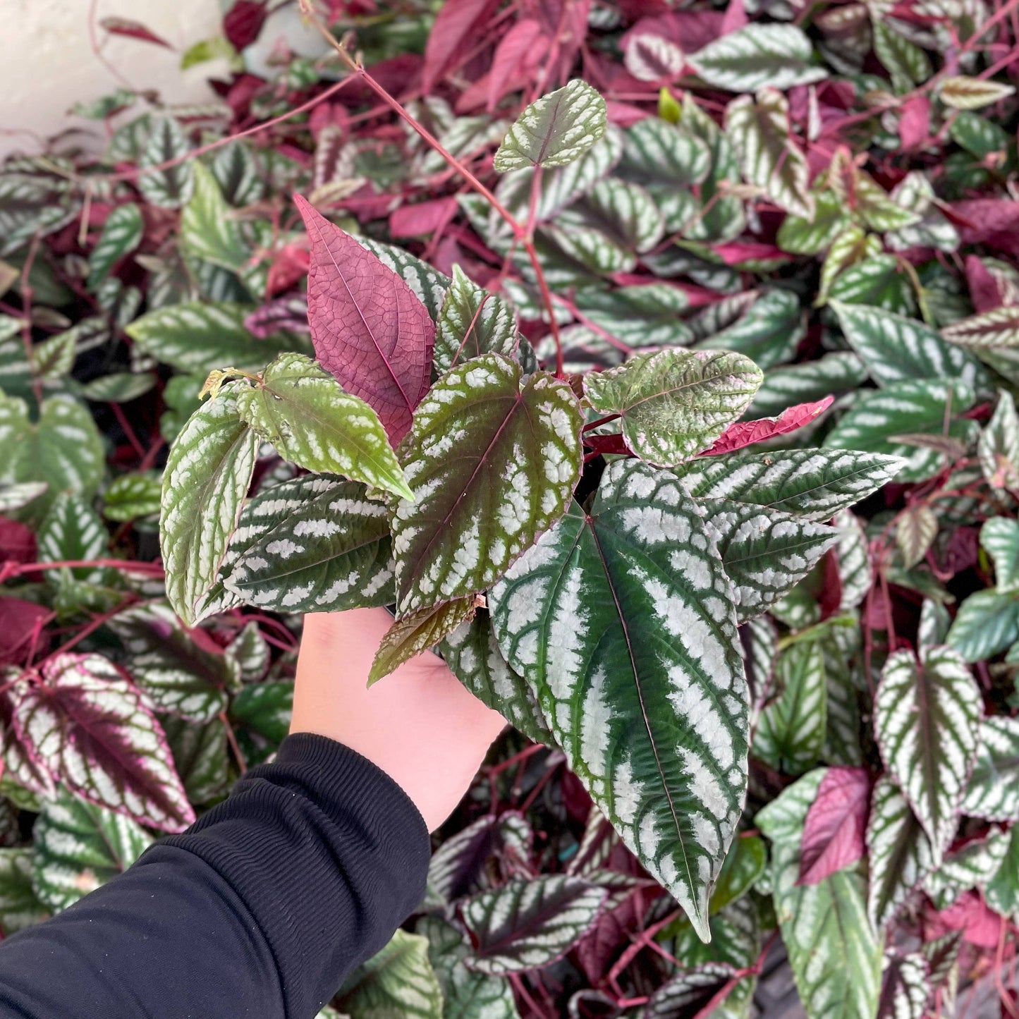 Cissus Discolor - Rex Begonia Vine - Live Plant