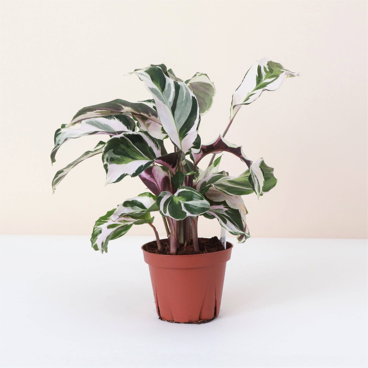 Calathea 'Stella' - Live Plant