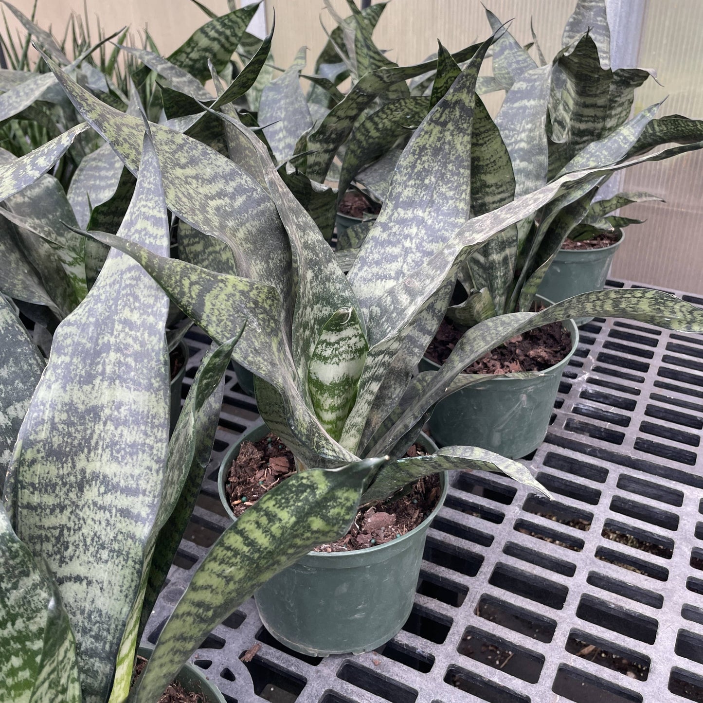 Snake 'Zeylancia',  Snake Plant - Live Plant