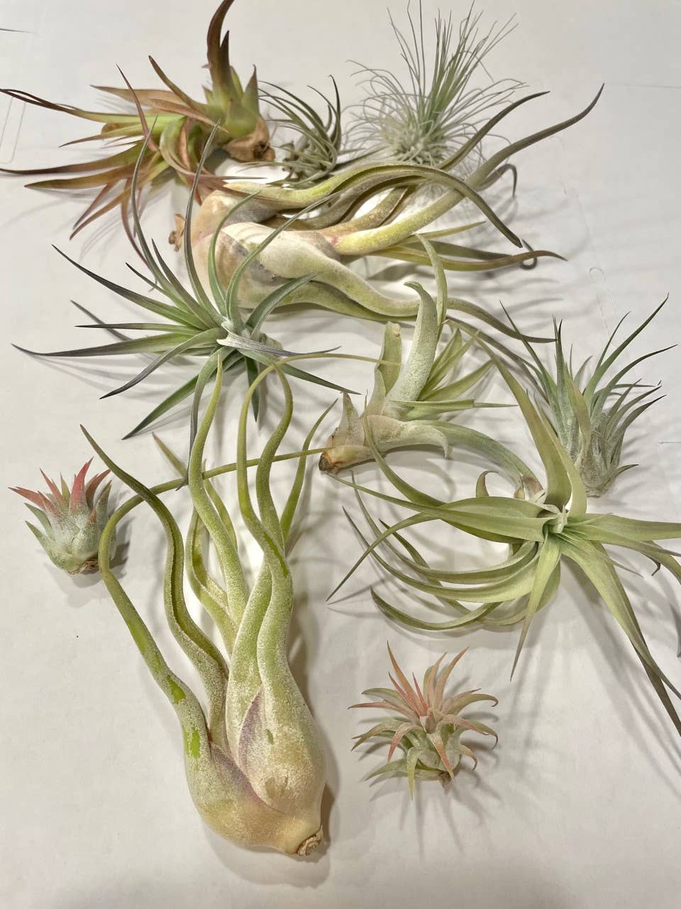 Air Plant