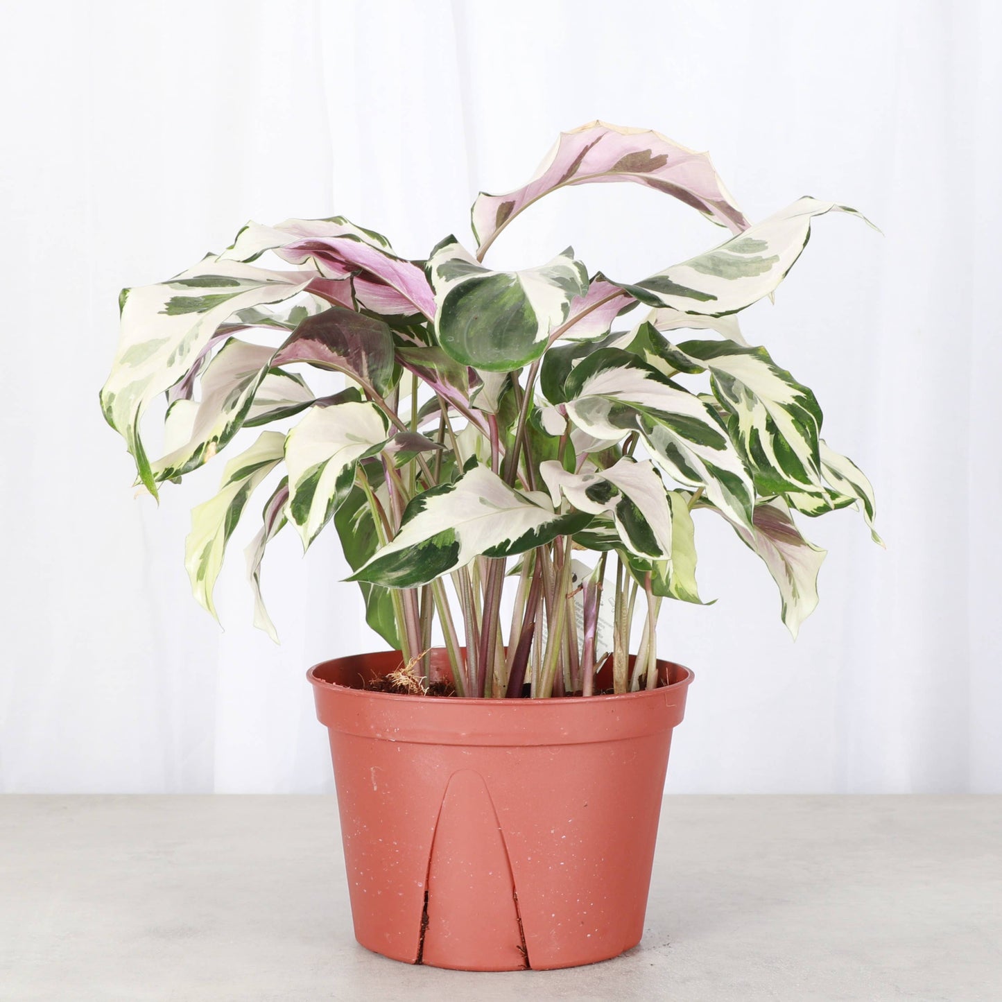 Calathea 'Stella' - Live Plant