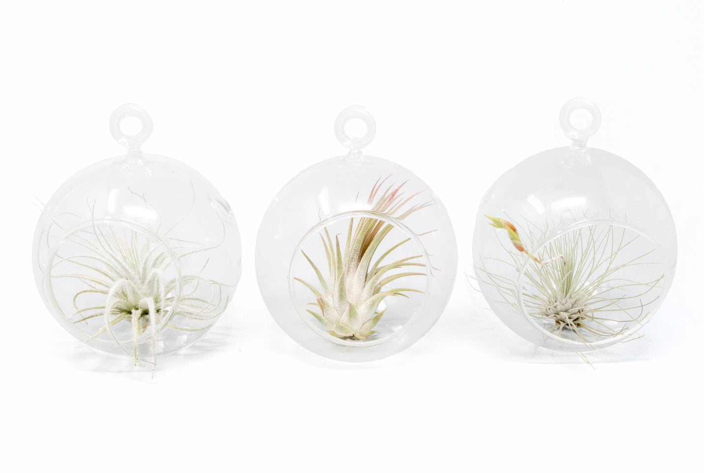 Mini Hanging Glass Globe Terrariums with Air Plant