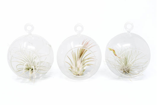 Mini Hanging Glass Globe Terrariums with Air Plant