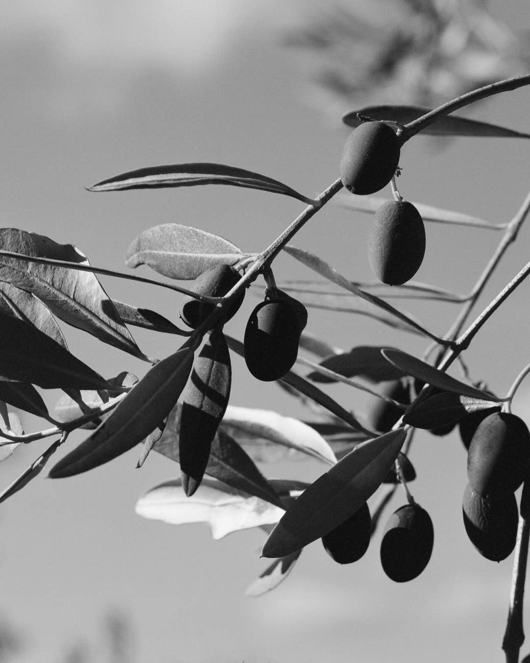 Organic Olive Oil / Case