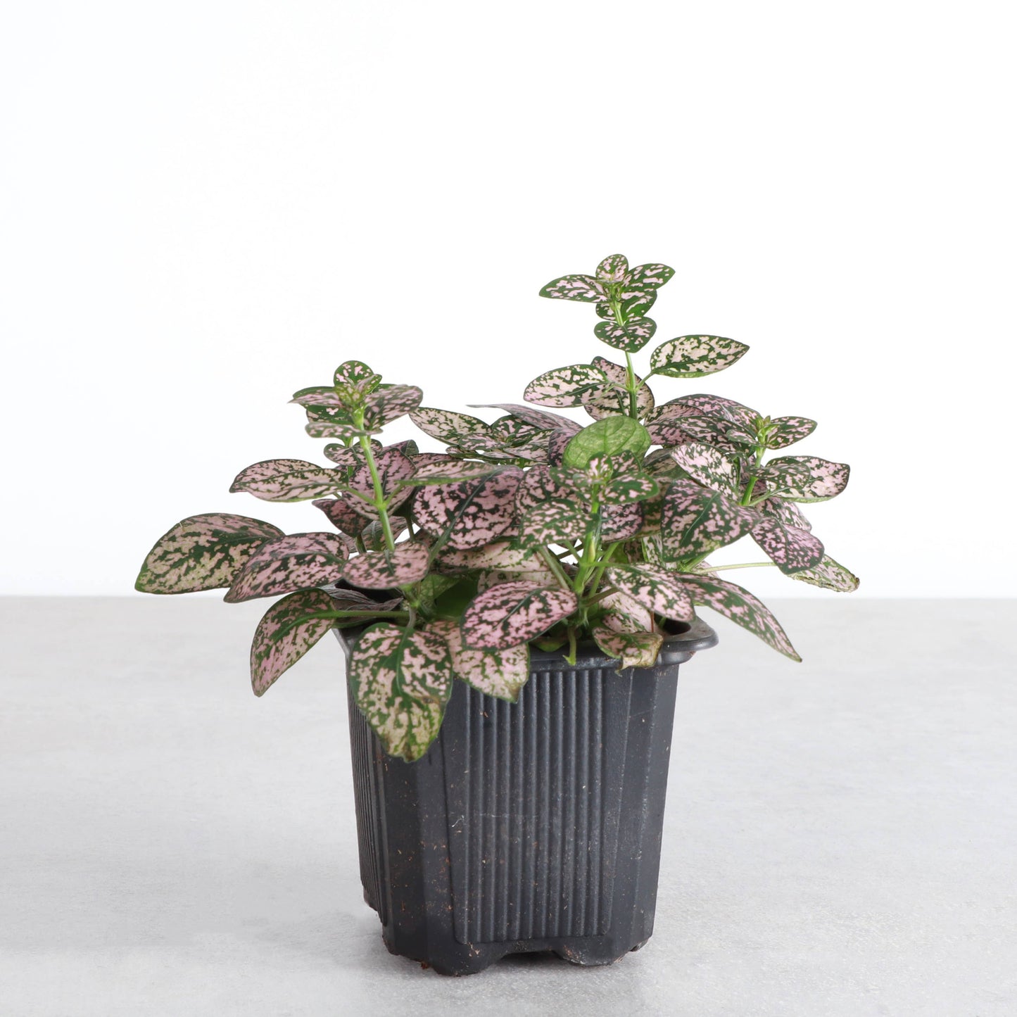 Pink Splash Plant - Live Plant
