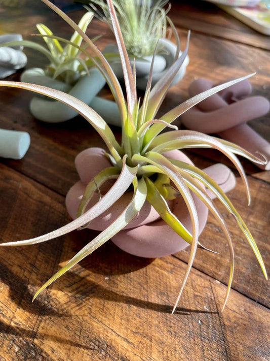 Air Plant