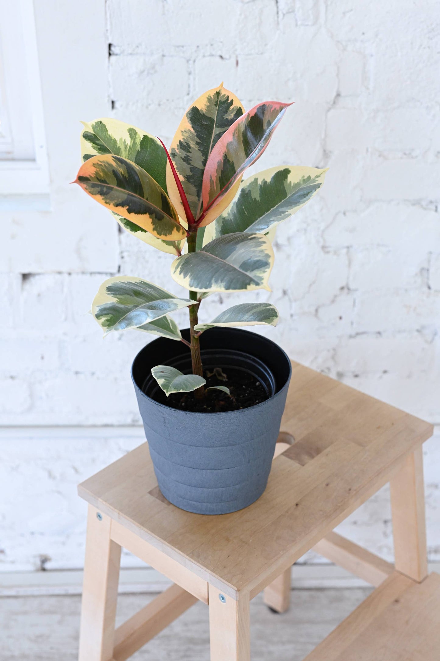 Tineke Rubber Plant - Live Plant