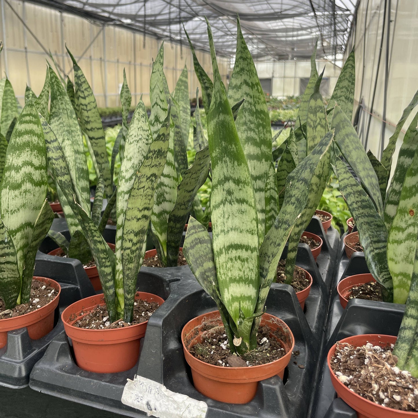 Snake 'Zeylancia',  Snake Plant - Live Plant
