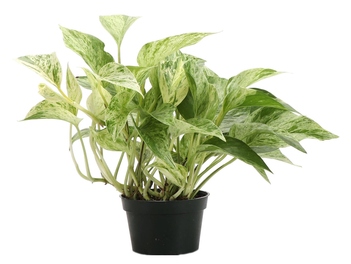 Marble Queen Pothos Plant - Live Plant