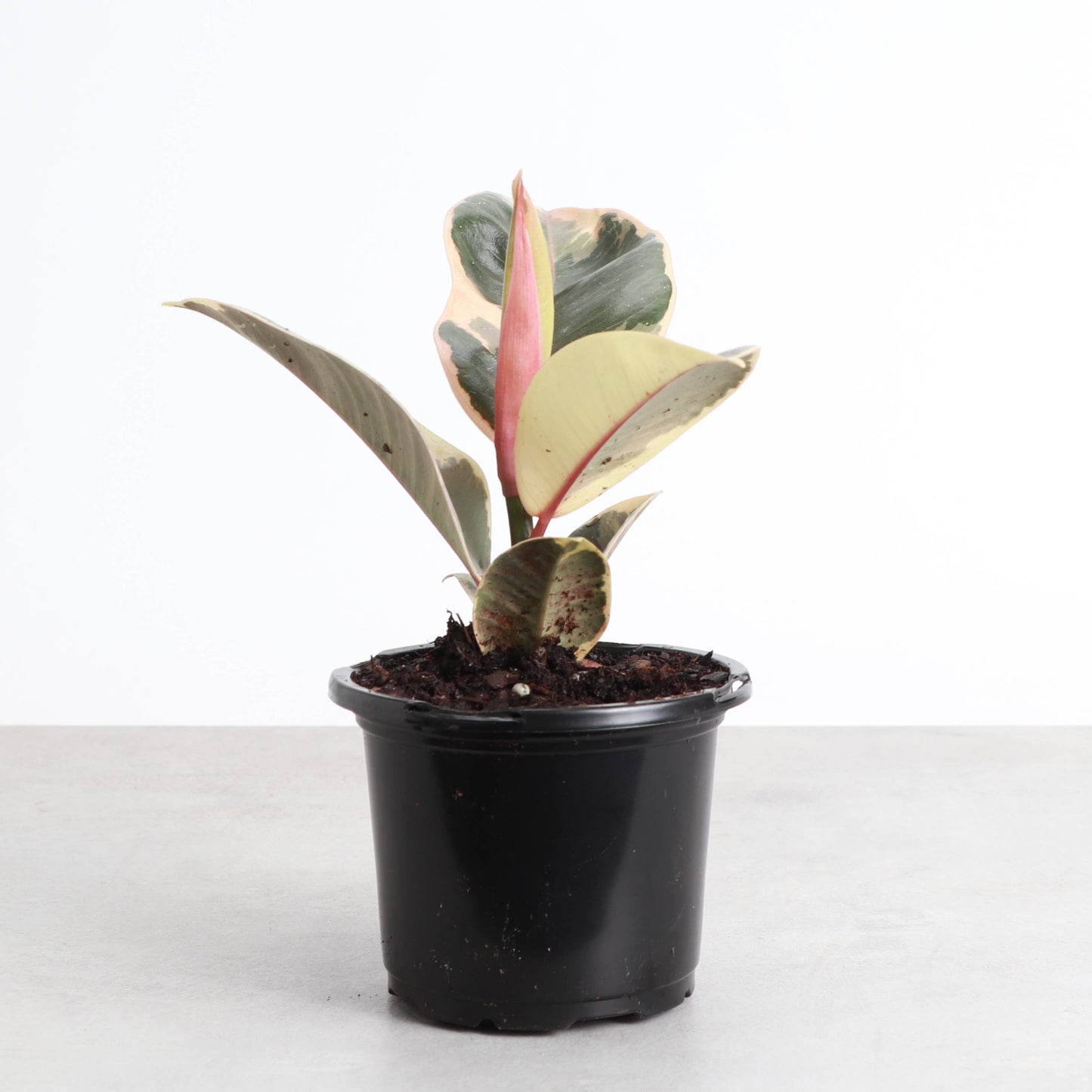 Tineke Rubber Plant - Live Plant