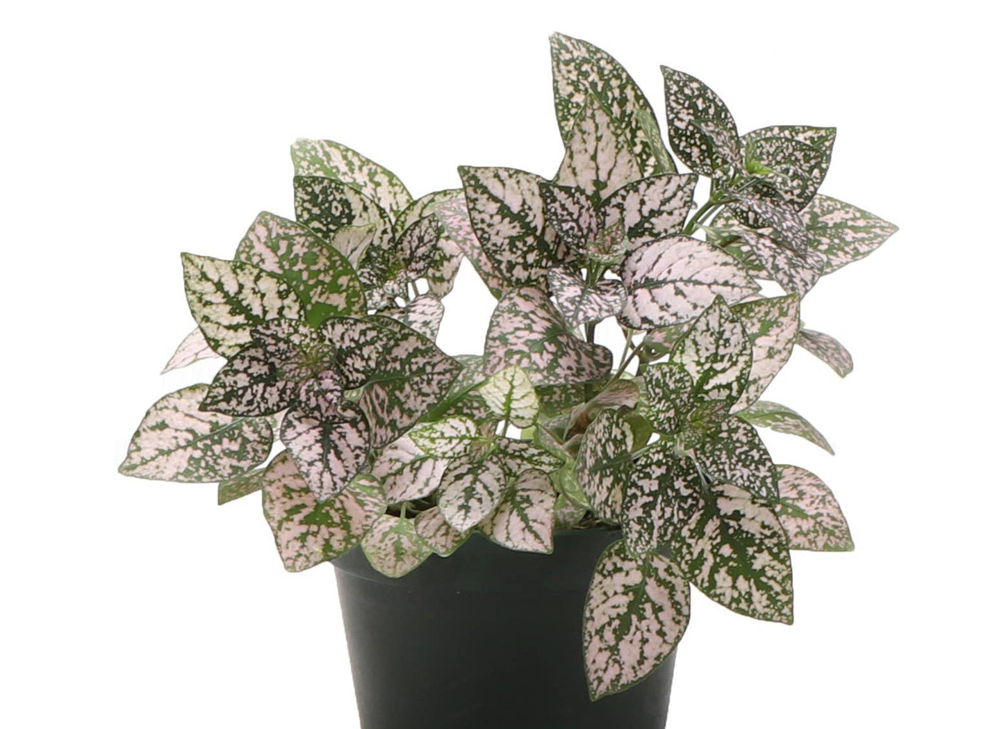 Pink Splash Plant - Live Plant
