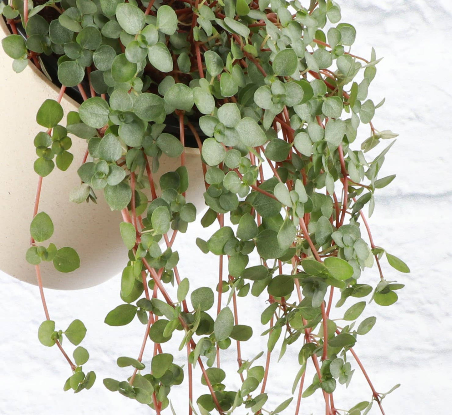 Silver Baby Tears, Pilea Glauca - 4" Live Plant