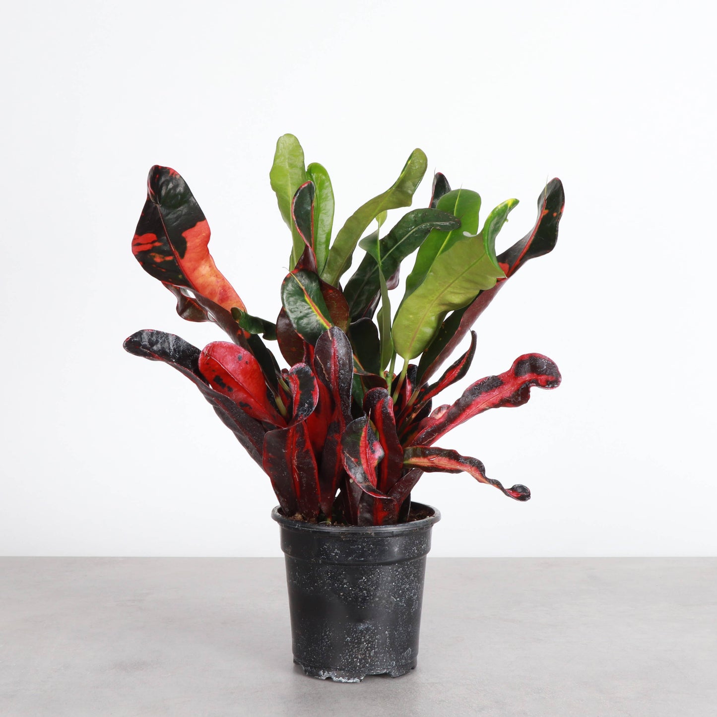 Mammy Croton - Live Plant