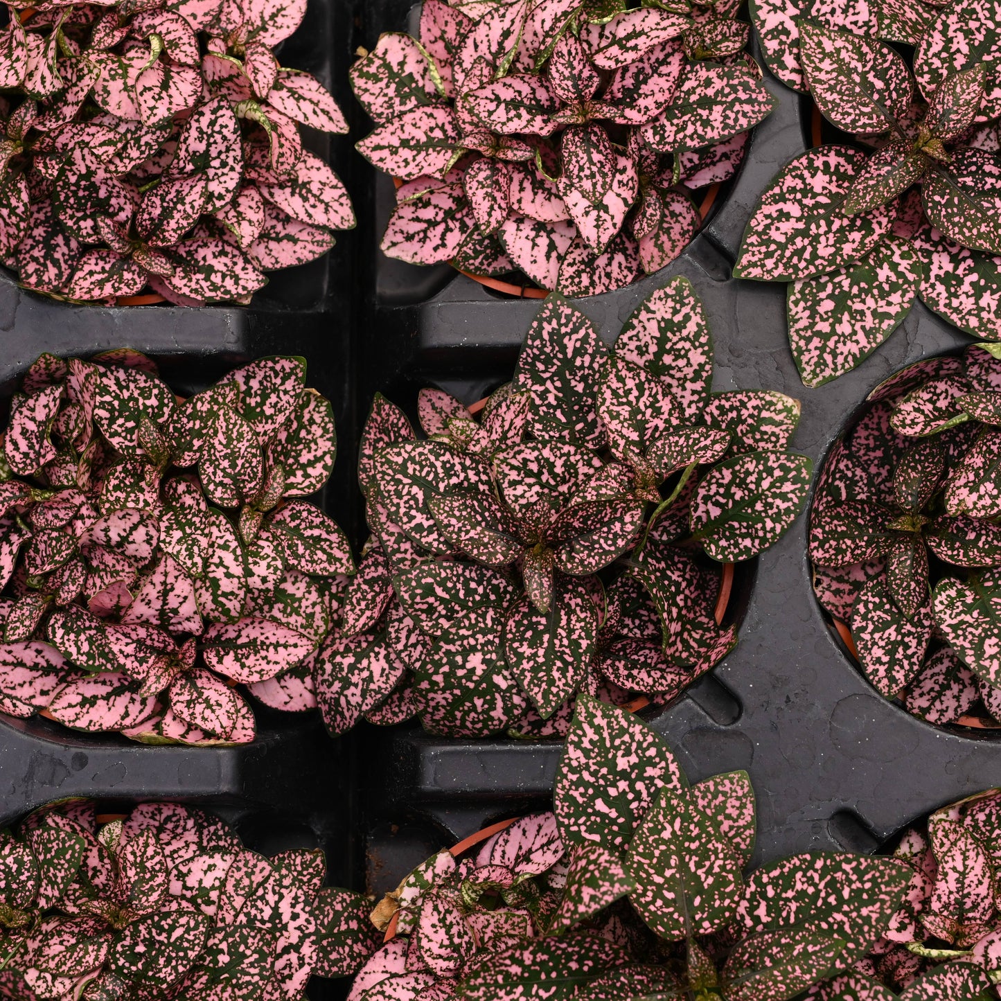Pink Splash Plant - Live Plant