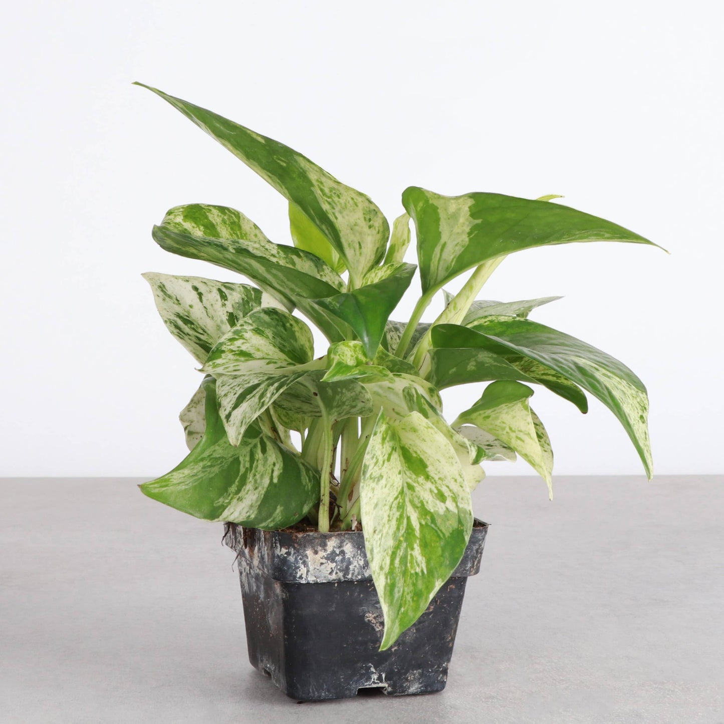 Marble Queen Pothos Plant - Live Plant