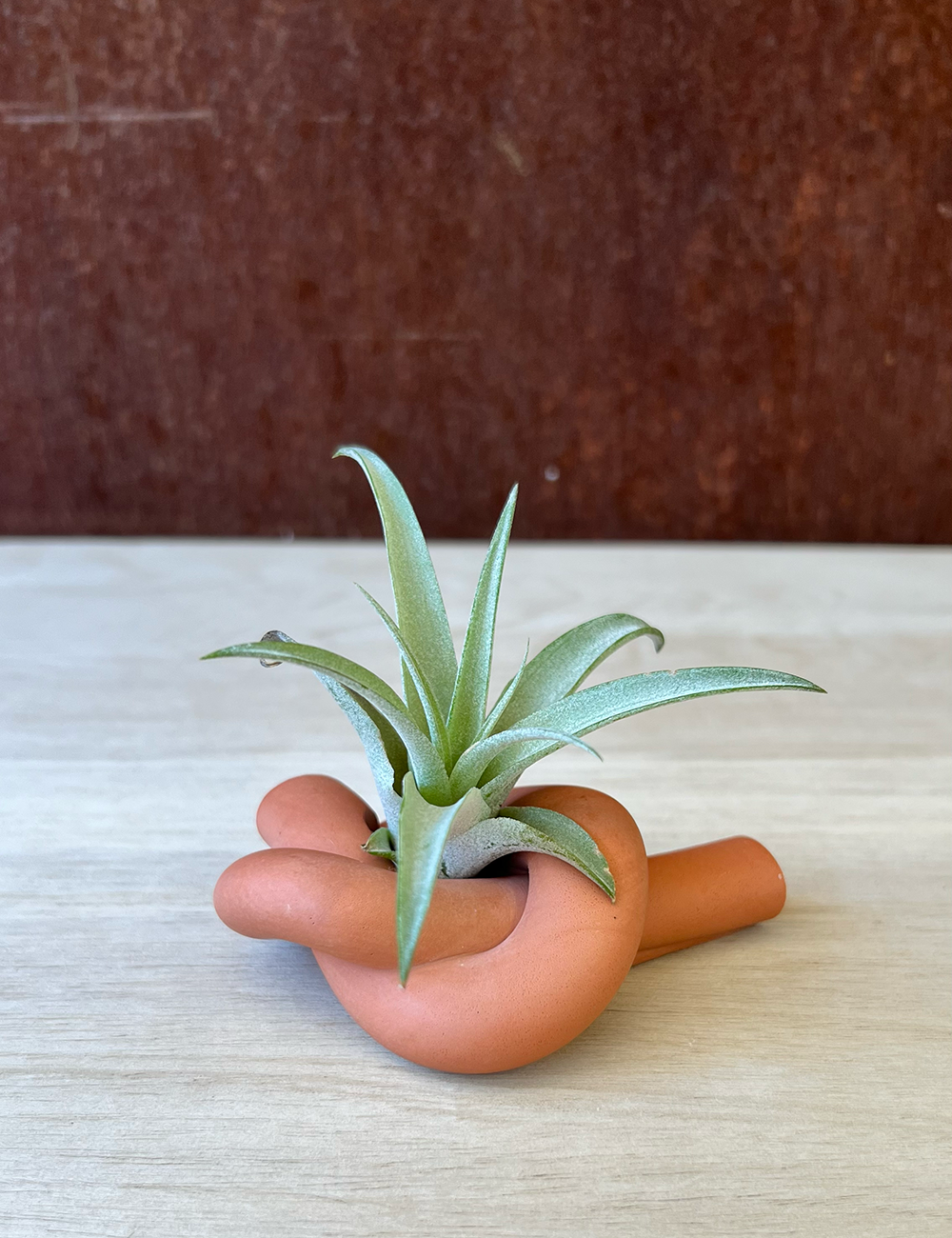 Earth Tone Knot Candle Holder / Air Plant Holder
