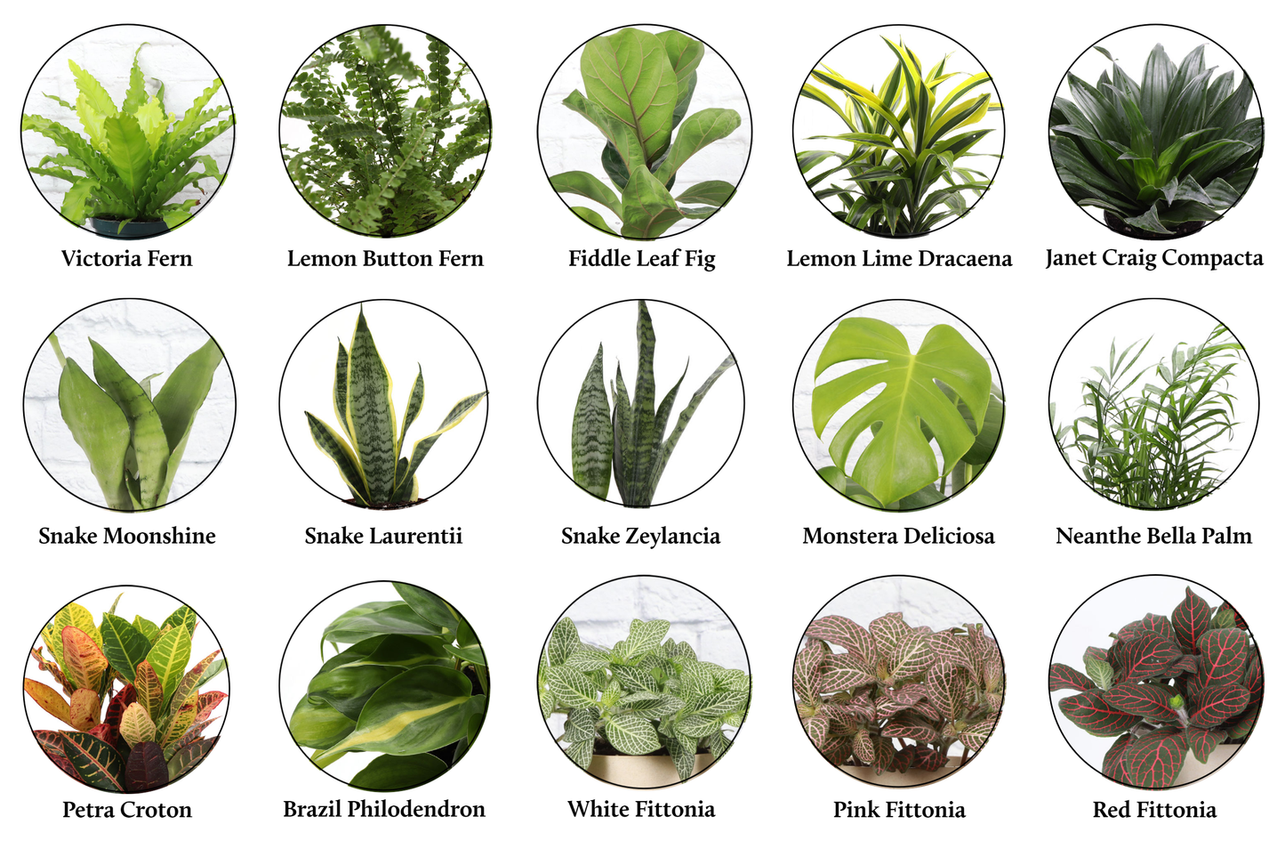 Grower's Choice Houseplant Assortment - 6" Live Plants