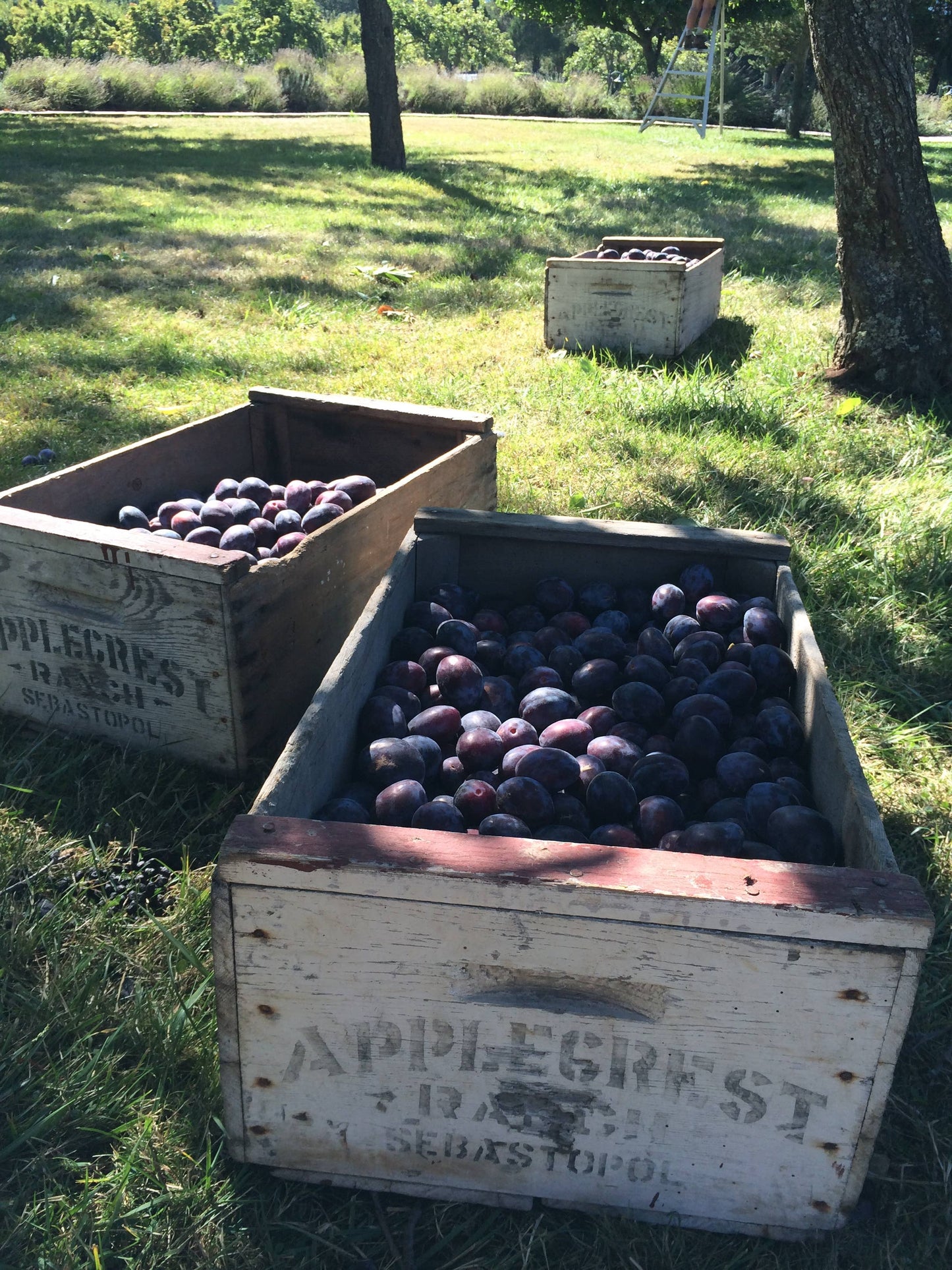 Island Plum Spoon Preserves 7.75oz