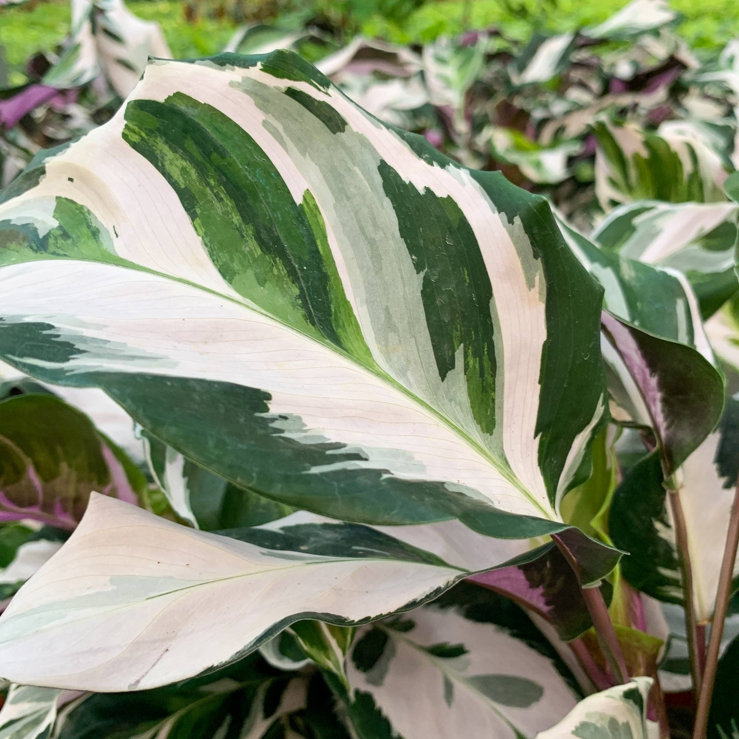 Calathea 'Stella' - Live Plant